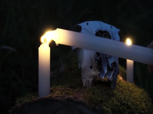 木头上的一个动物骷髅 四周点着两支蜡烛 一个恐怖的仪式 带有恐怖的概念 — 图库视频影像
