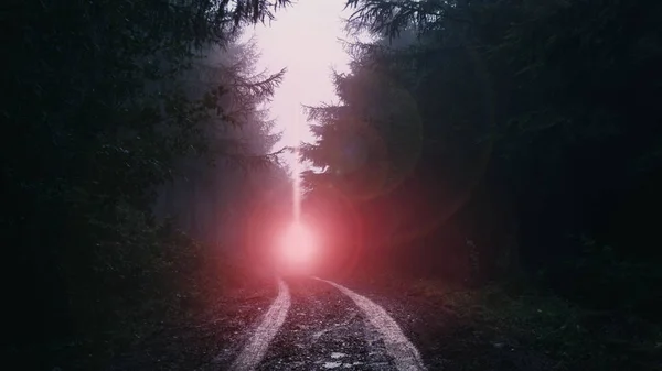 Egy sáros ösvény egy atmoszférikus tűlevelű erdőben. Egy szeszélyes, ködös napon.. — Stock Fotó