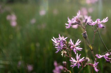Ragged Robin 'in pembe çiçekleri. Güneş arkadan vuruyor. İngiltere 'de bir çayırda.