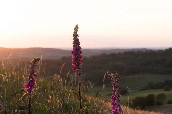 英国赫里福郡Malvern Hills 一个夏日的夜晚 狐狸手套被阳光照在了乡间 — 图库照片