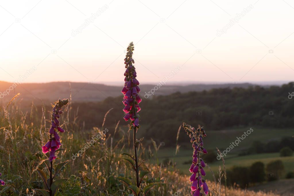 Foxgloves back lighted by the sun on a summer's evening in the countryside, Malvern Hills, Herefordshire, UK.