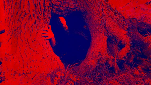 Kili Ton Korku Konsepti Ağaç Gövdesindeki Delikten Çıkan Bir — Stok fotoğraf