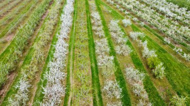 İlkbaharda İngiltere 'de meyve ve erik ağaçlarının hava manzarası.
