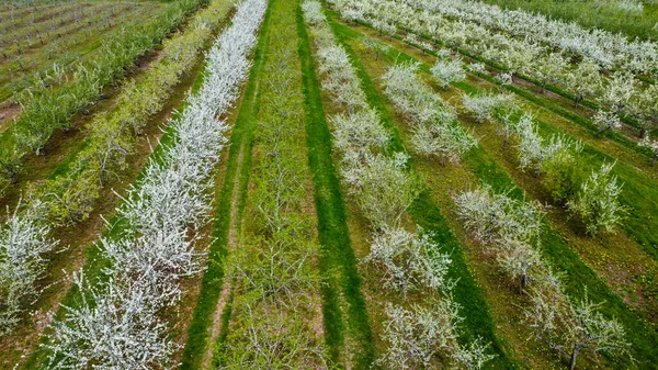 İlkbaharda İngiltere 'de meyve ve erik ağaçlarının hava manzarası.