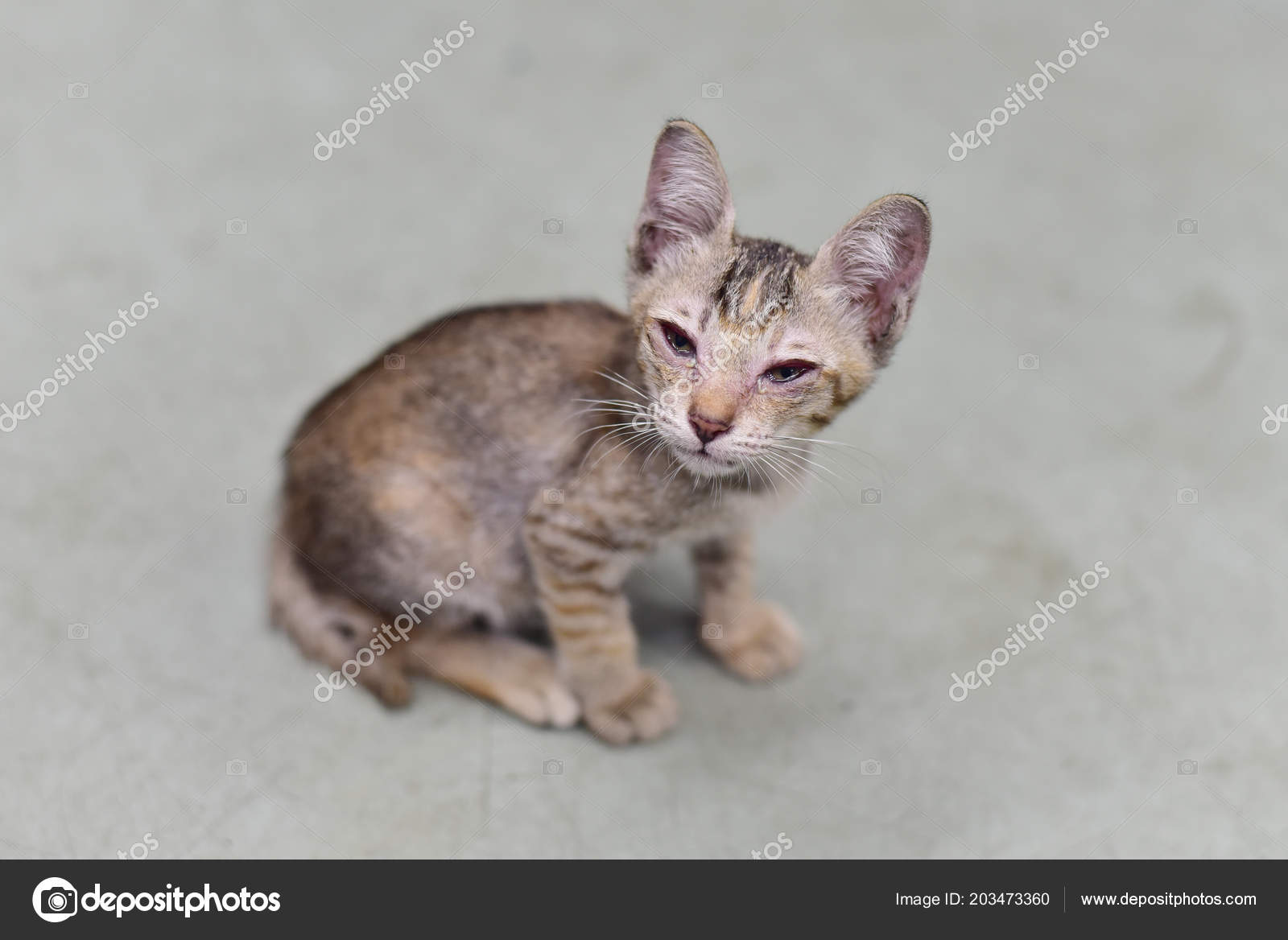 gatito bebe con infeccion en los ojos