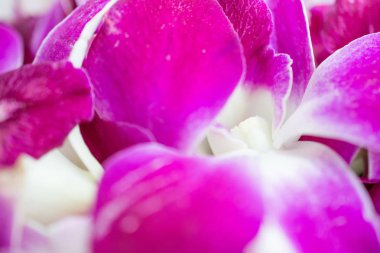 Güzel Phalaenopsis orkide çiçekler, seçici odak.