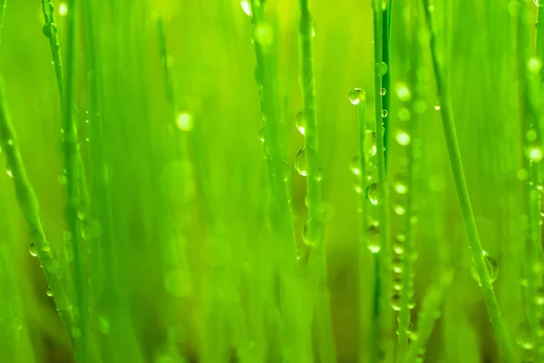 Gota Agua Sobre Hierba Trigo Verde — Foto de Stock