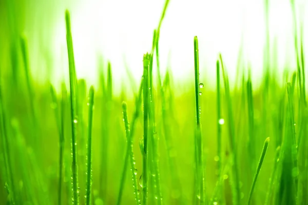 Drop water on green wheat grass