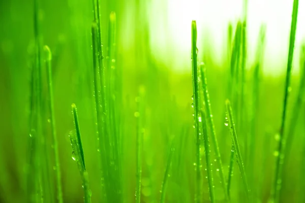 Drop water on green wheat grass