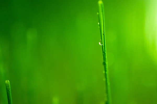 Drop Water Green Wheat Grass — Stock Photo, Image