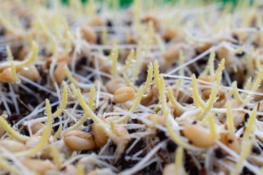 Çimlenmiş buğday çimi çiy ile görür, Wheatgrass ortak buğday bitkisinin taze filizlenen ilk yaprakları.