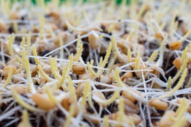 Çimlenmiş buğday çimi çiy ile görür, Wheatgrass ortak buğday bitkisinin taze filizlenen ilk yaprakları.