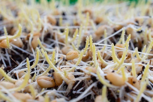 Çimlenmiş buğday çimi çiy ile görür, Wheatgrass ortak buğday bitkisinin taze filizlenen ilk yaprakları.