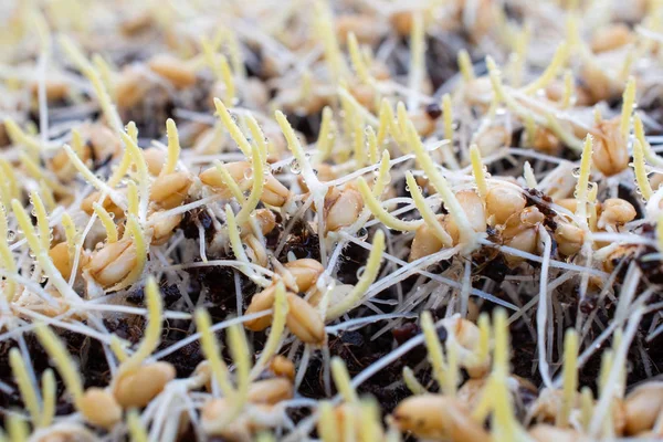 Çimlenmiş buğday çimi çiy ile görür, Wheatgrass ortak buğday bitkisinin taze filizlenen ilk yaprakları.
