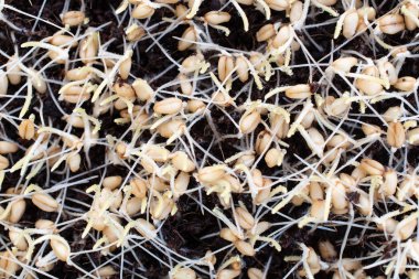 Çimlenmiş buğday çimi çiy ile görür, Wheatgrass ortak buğday bitkisinin taze filizlenen ilk yaprakları.