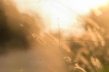 Güzel gün batımı ile Çeşme çim