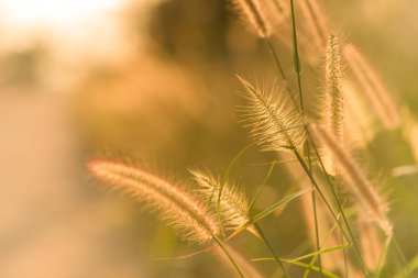 Güzel gün batımı ile Çeşme çim