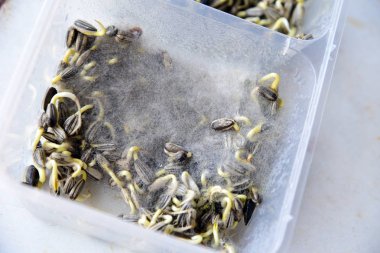 Kutudaki ayçiçeği tohumu kalıbı. Çoğu mantar