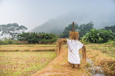 Orman ve dağlı çeltik tarlasında korkuluk.