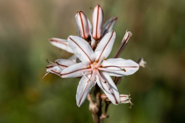 Yaz Asphodel closeup ile arka plan bulanık vurdu