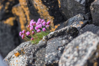 Pink Flowers Alpine catchfly (Silene suecica). Armeria maritima. sea pink or sea thrift with a black background out of focus on the rocks clipart