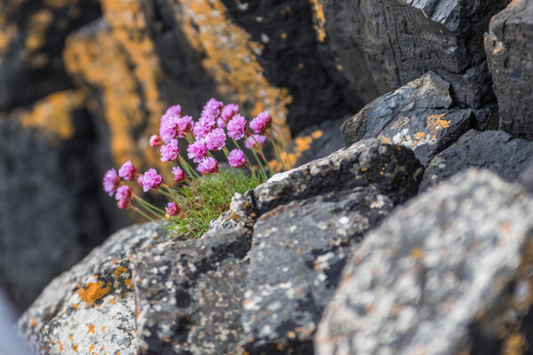 Розовые цветы Alpine catchfly (Silene suecica). Армерия маритима. Sea pink or sea thrift with a black background out of focus on the rocks
