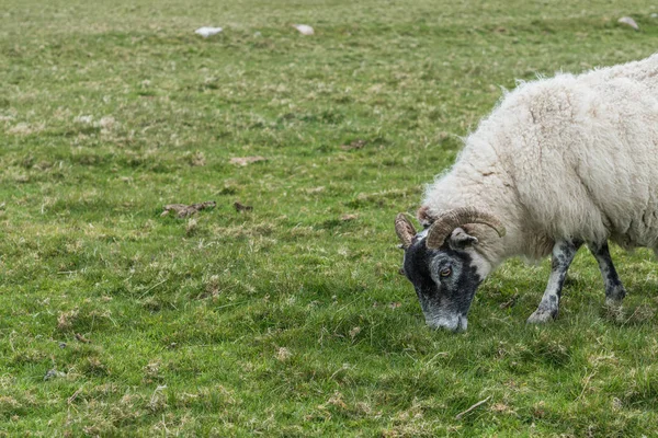 Sheep Lambs Eating Grass Scottish Highlands Mountain View Cloudy Day — Stock Photo, Image