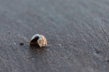 Kabuk kum plajındaki. düşük ışık. açın. sığ derinlik-in tarla, kopya alanı. arka plan 