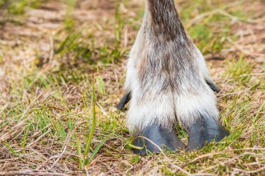 Ren geyiği ayak çimenlerin üzerinde