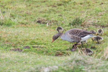 Boz kaz erkek ile 8 küçük ördek yavrusu yiyecek arayan çimenlerin üzerinde