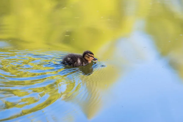 Cute little duckling swimming alone in a lake with trees reflections in the water in Newtonmore Cairngorms National Park, Scotland copy space