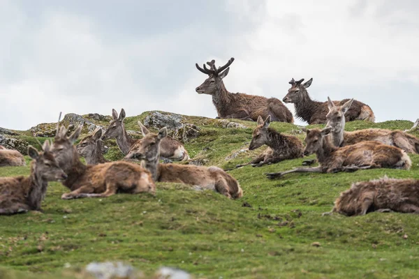 赤鹿束草の上に座っています 側面図です スコットランド高地の春シーズン中 — ストック写真