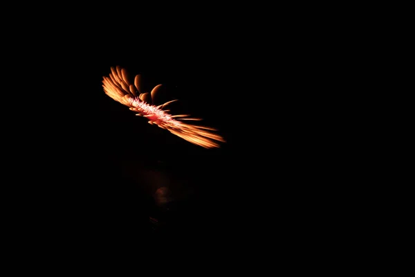 Gold, vilot and white color Fire Works During Feast during the feast of xewkija. st jhon the baptist. isolated on a black background sky at night. Malta Gozo. Xewkija during Summer in 2016