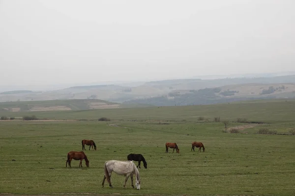 Início Primavera Cavalos Pastam Campo Nevoeiro Estepe — Fotografia de Stock