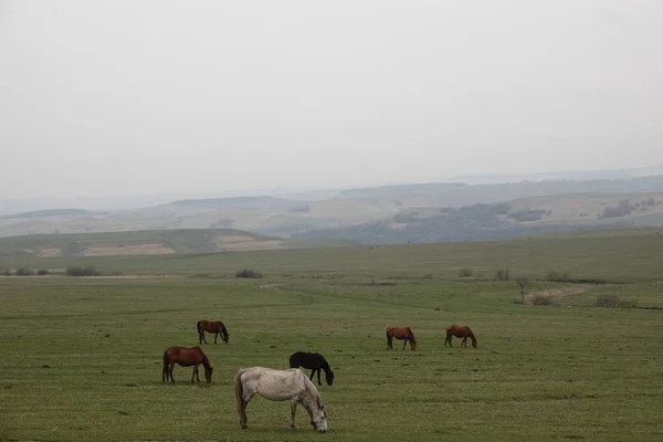 Início Primavera Cavalos Pastam Campo Nevoeiro Estepe — Fotografia de Stock