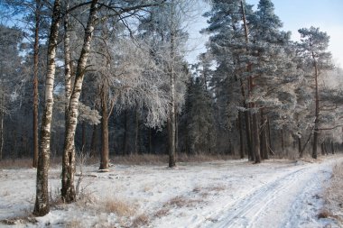 Ormana giden kış yolu