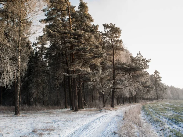Winterlicher Weg Den Wald — Stockfoto