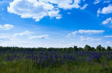 çiçek açan lupines alanıyla yaz