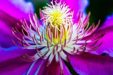 akasma stamens güneş yaz