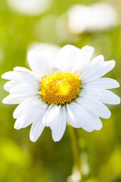 Chamomile Drop Water — Stock Photo, Image