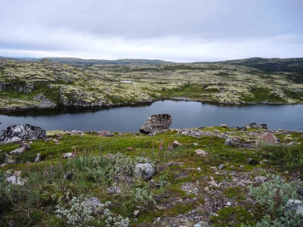 Belleza Del Verano Del Norte Tundra —  Fotos de Stock