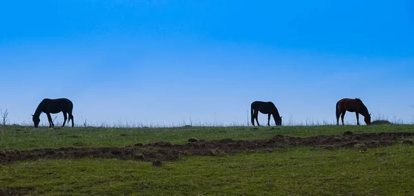 Chevaux Broutant Sur Route — Photo