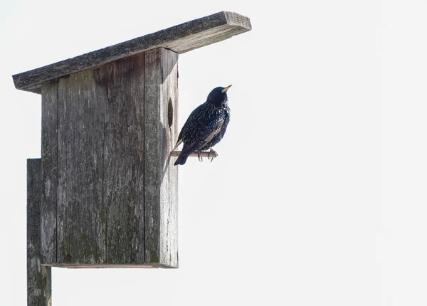 Seregélyfélék Birdhouse — Stock Fotó