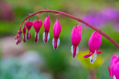 çiçek pembe kırık kalp