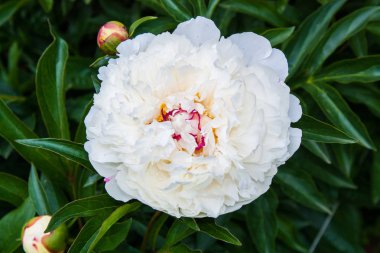 çiçekli peonies bahçede