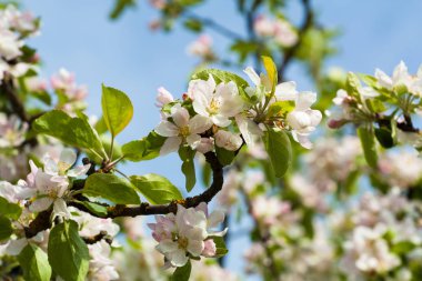 çiçek açan elma ağacı bumblebee çiçekli elma ağacı kadar uçar