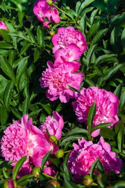 çiçekli peonies bahçede