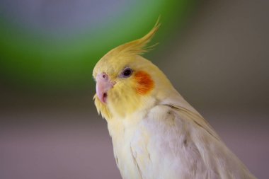 sarı papağan Corella lutino 