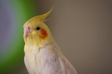 sarı papağan Corella lutino 