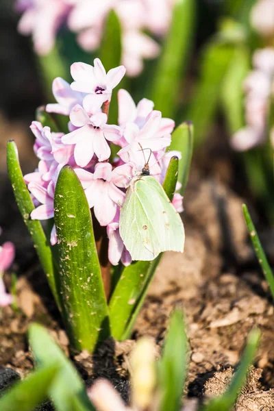 Primera Mariposa Primavera — Foto de Stock